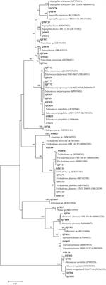 Diversity, antibacterial activity and chemical analyses of gut-associated fungi isolated from the Crocothemis servilia